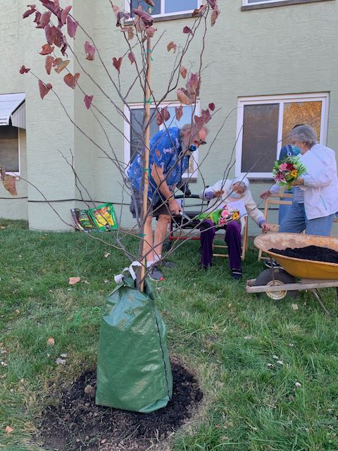 Virginia throws dirt for "Doc's Redbud tree